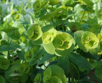 Euphorbia amygdaloides subsp. Robbiae