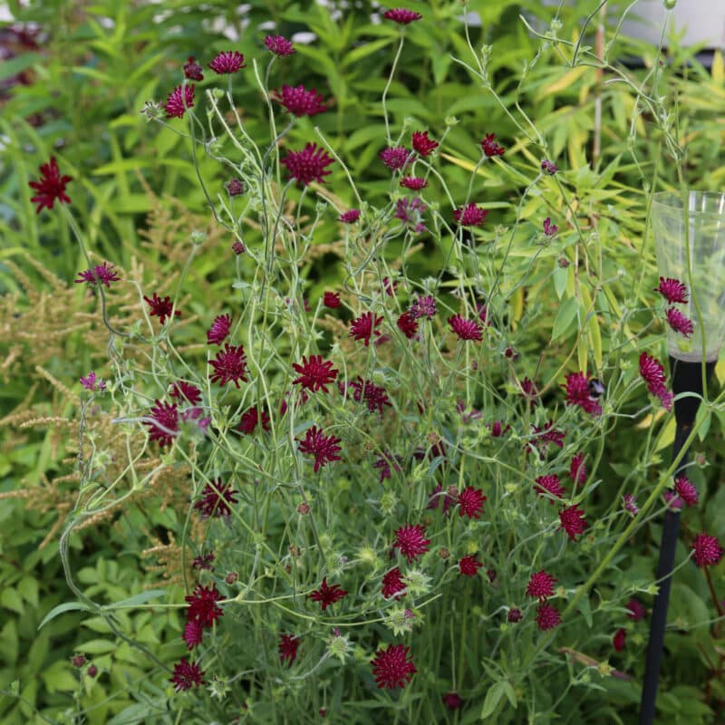 Knautia macedonica