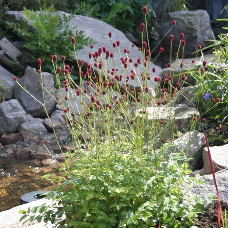 Sanguisorba officinalis 'Tanna'
