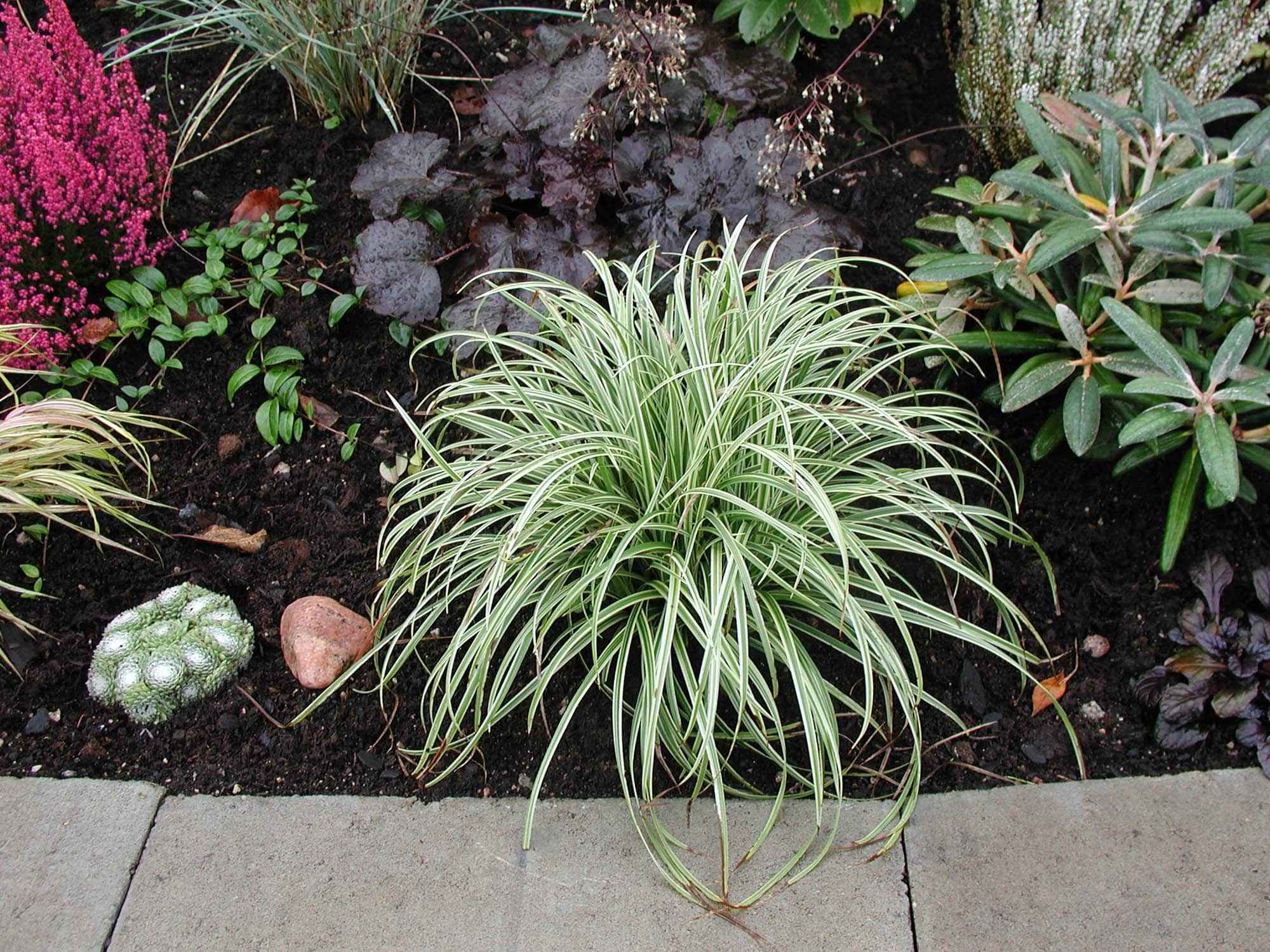 Carex 'Silver Sceptre'