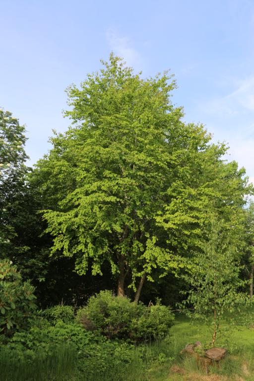 Cercidiphyllum japonicum