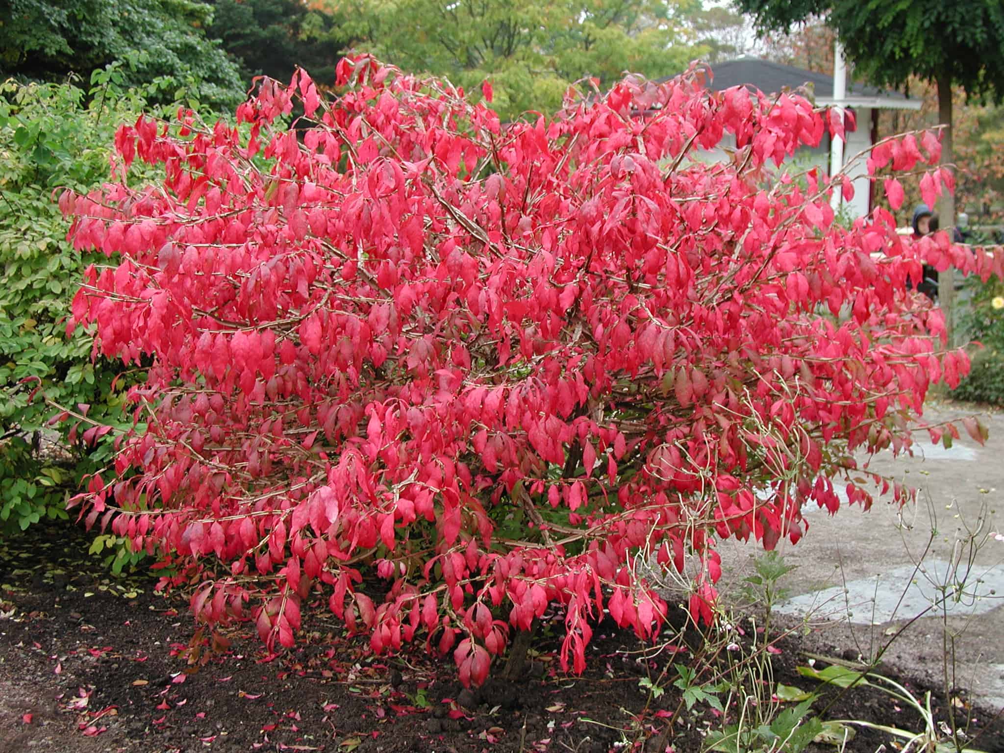 Euonymus alatus 'Compactus'