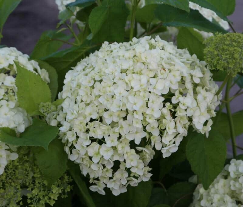 Hydrangea arborescens INCREDIBALL (Strong Annabell