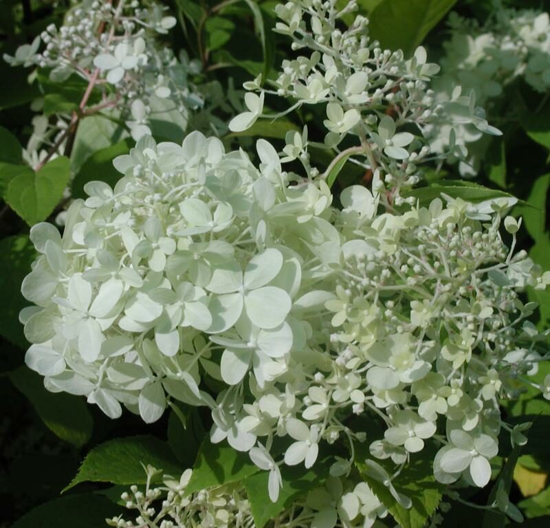 Hydrangea paniculata 'Limelight'