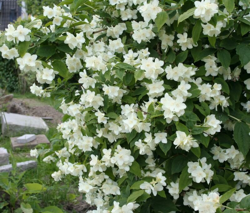 Philadelphus coronarius 'Phico'