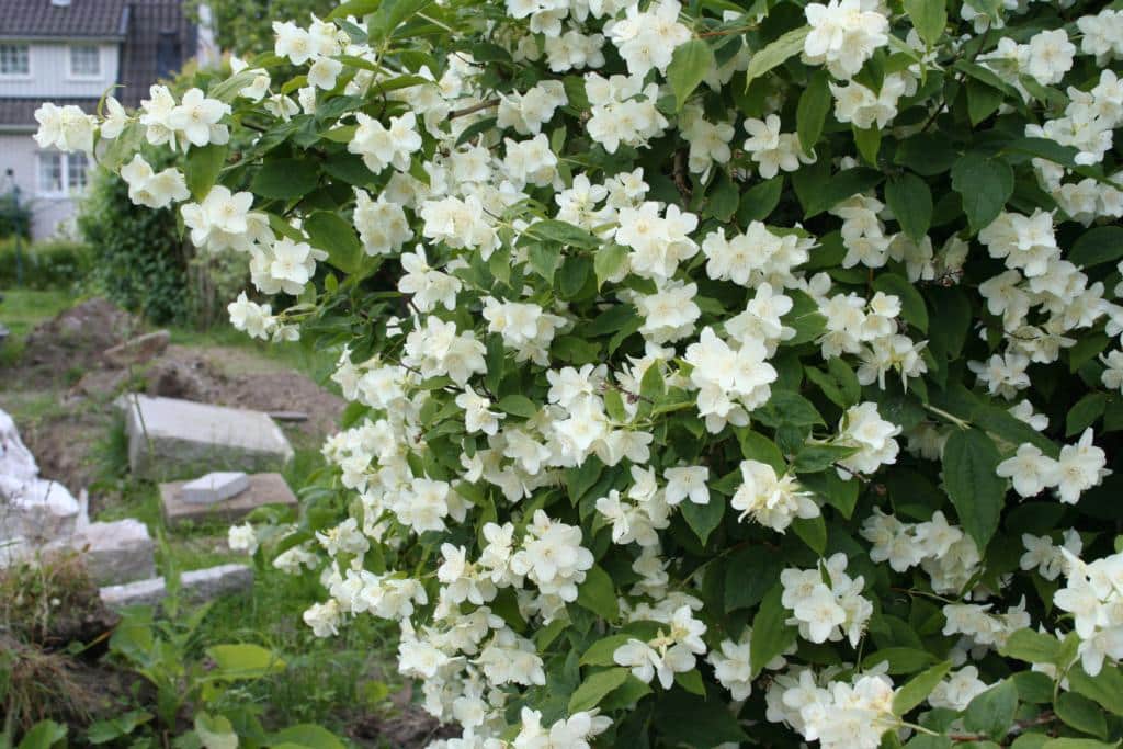 Philadelphus coronarius 'Phico'