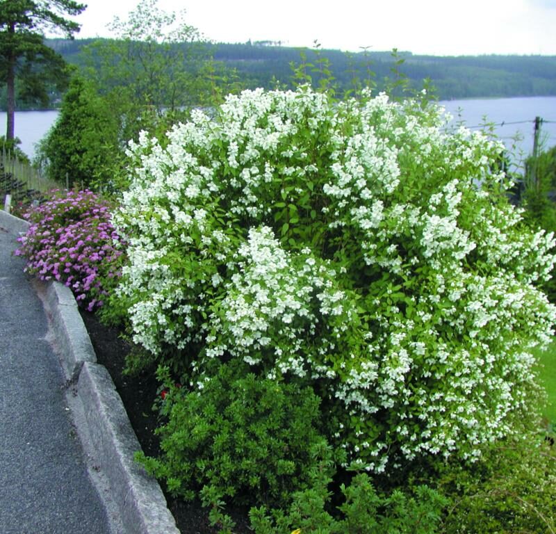 Philadelphus (Lemoinei) 'Mont Blanc'