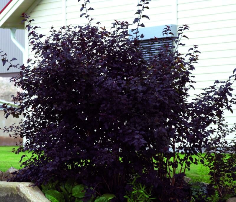 Physocarpus opulifolius 'Diabolo'