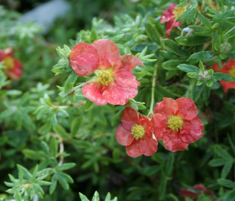 Dasiphora fruticosa 'Marian Red Robin'