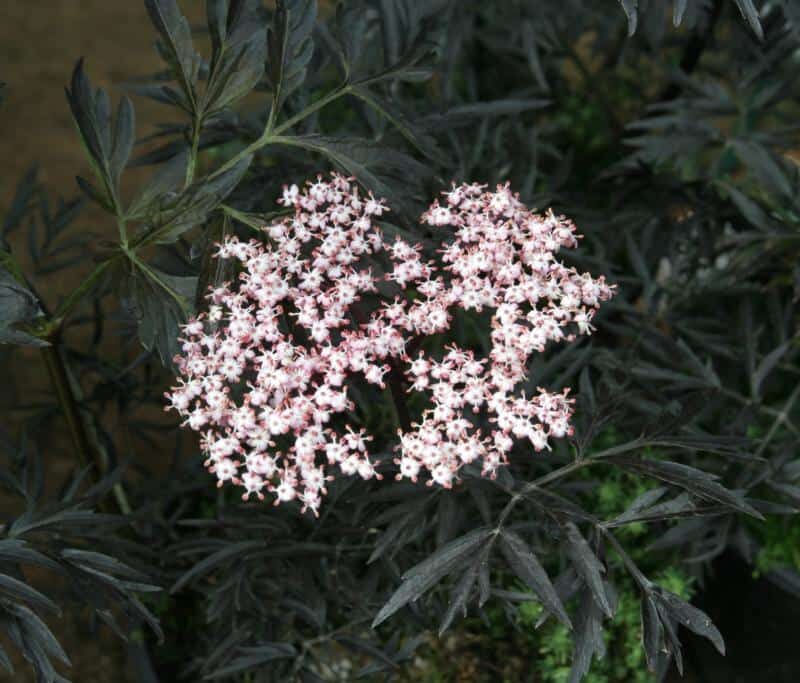 Sambucus nigra BLACK LACE