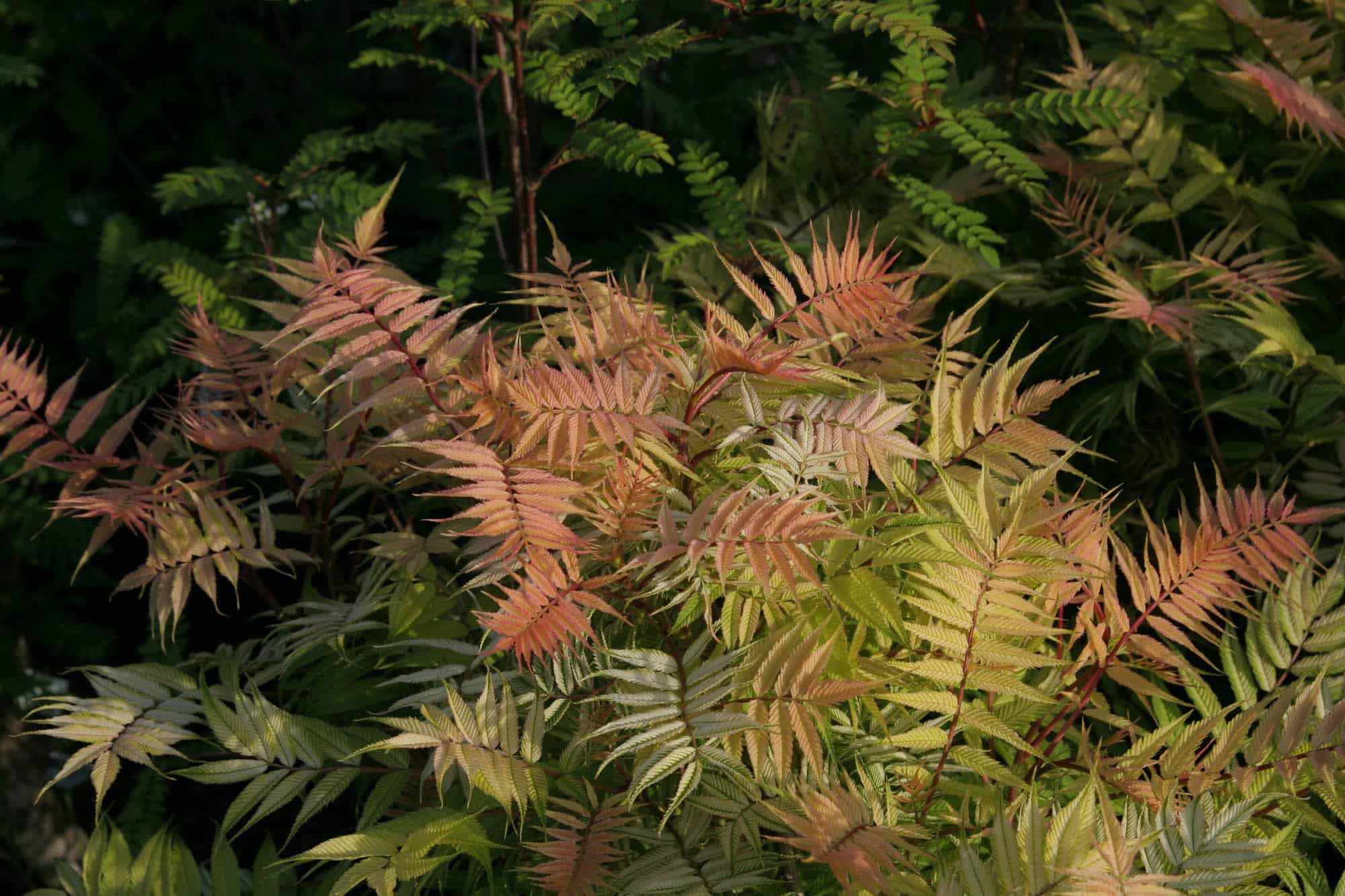 Sorbaria sorbifolia 'Sem'