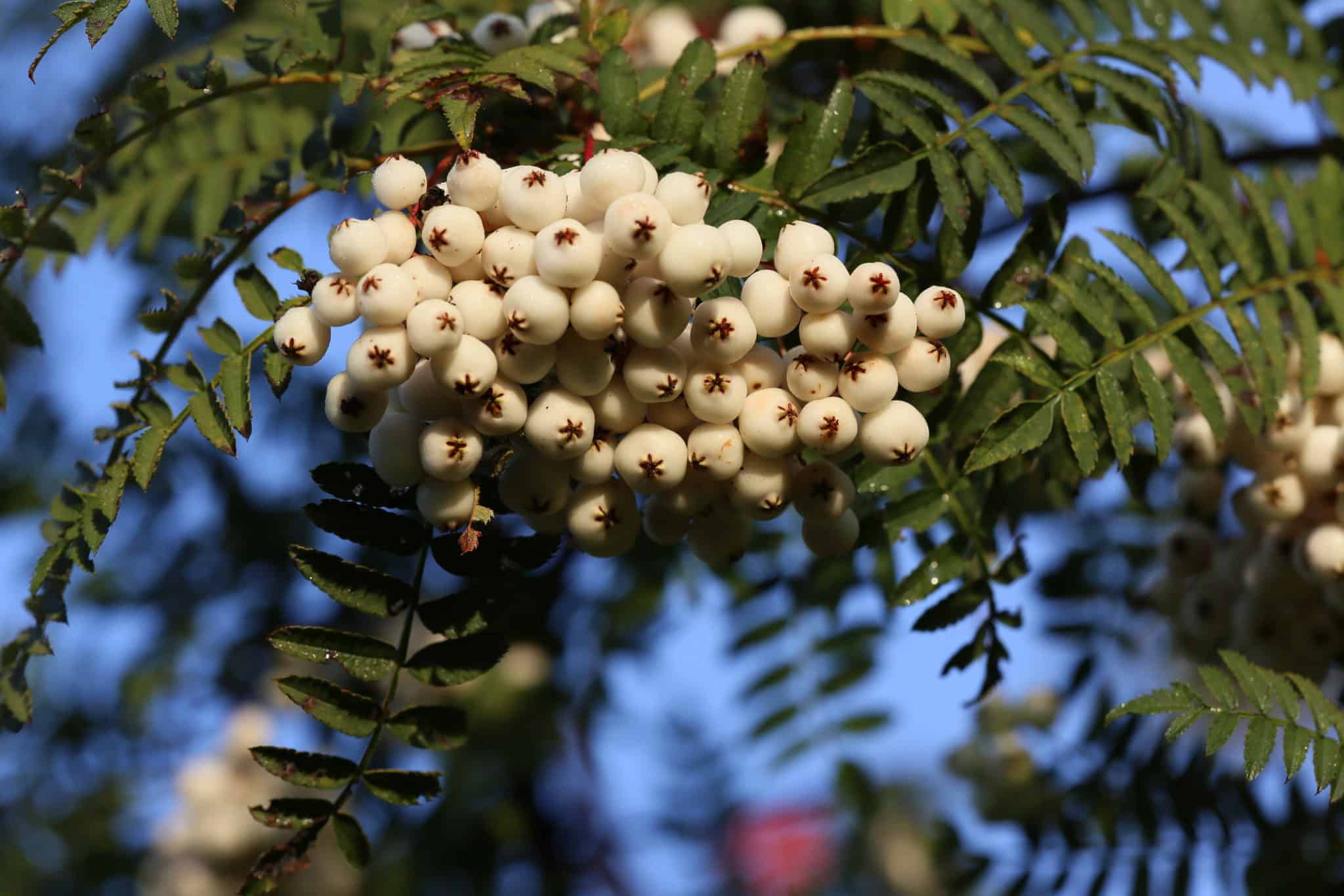 Sorbus frutescens fk ÅS