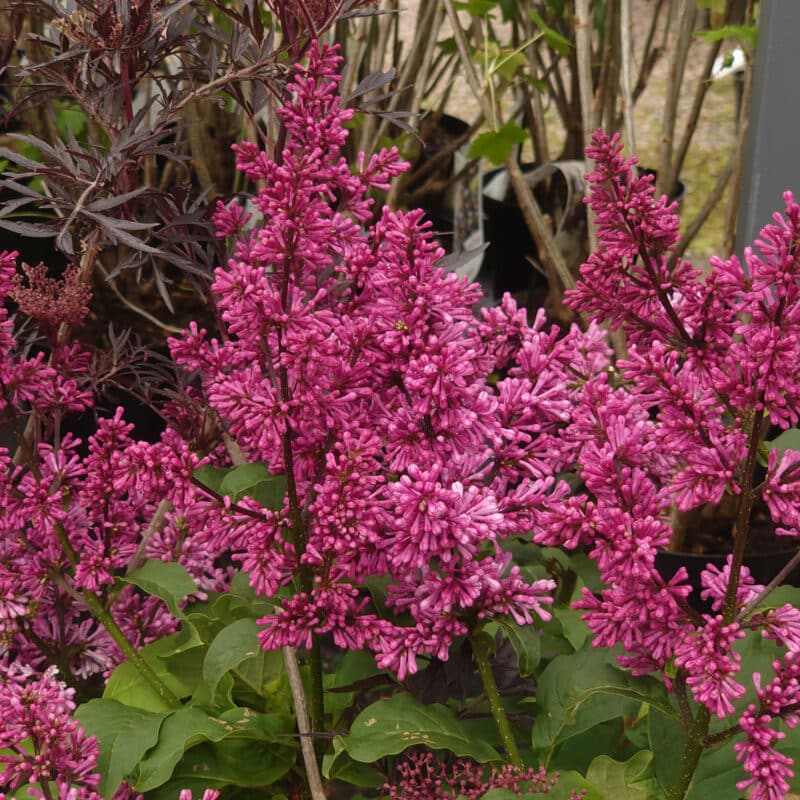 Syringa x prestoniae Redwine