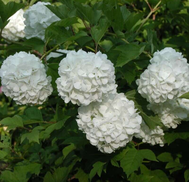 Viburnum opulus 'Roseum'