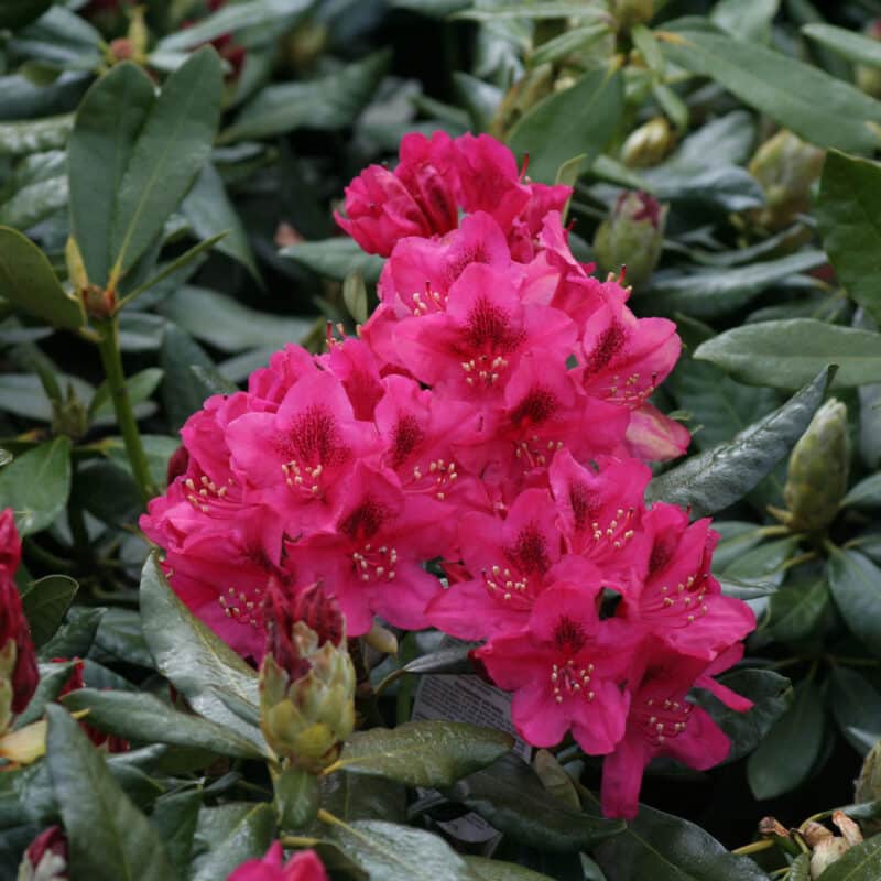 Rhododendron Catawbiense 'Nova Zembla'