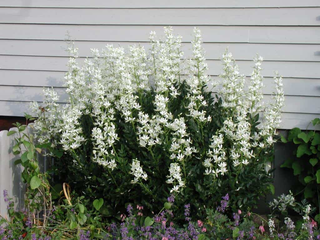 Dictamnus albus 'Albiflorus'