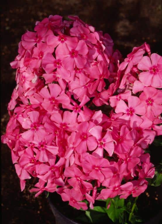 Phlox paniculata 'Tenor'