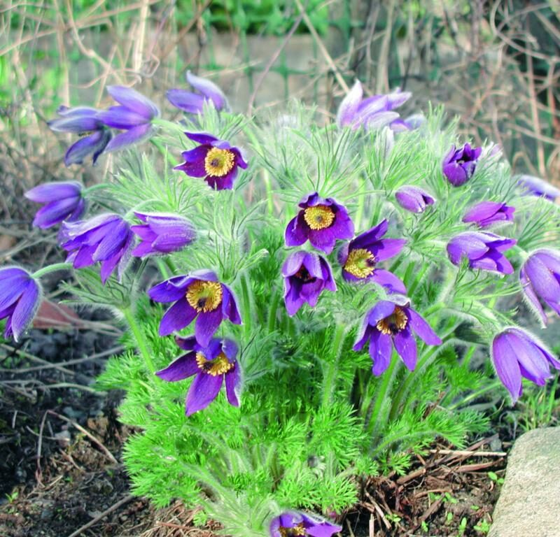 Pulsatilla vulgaris