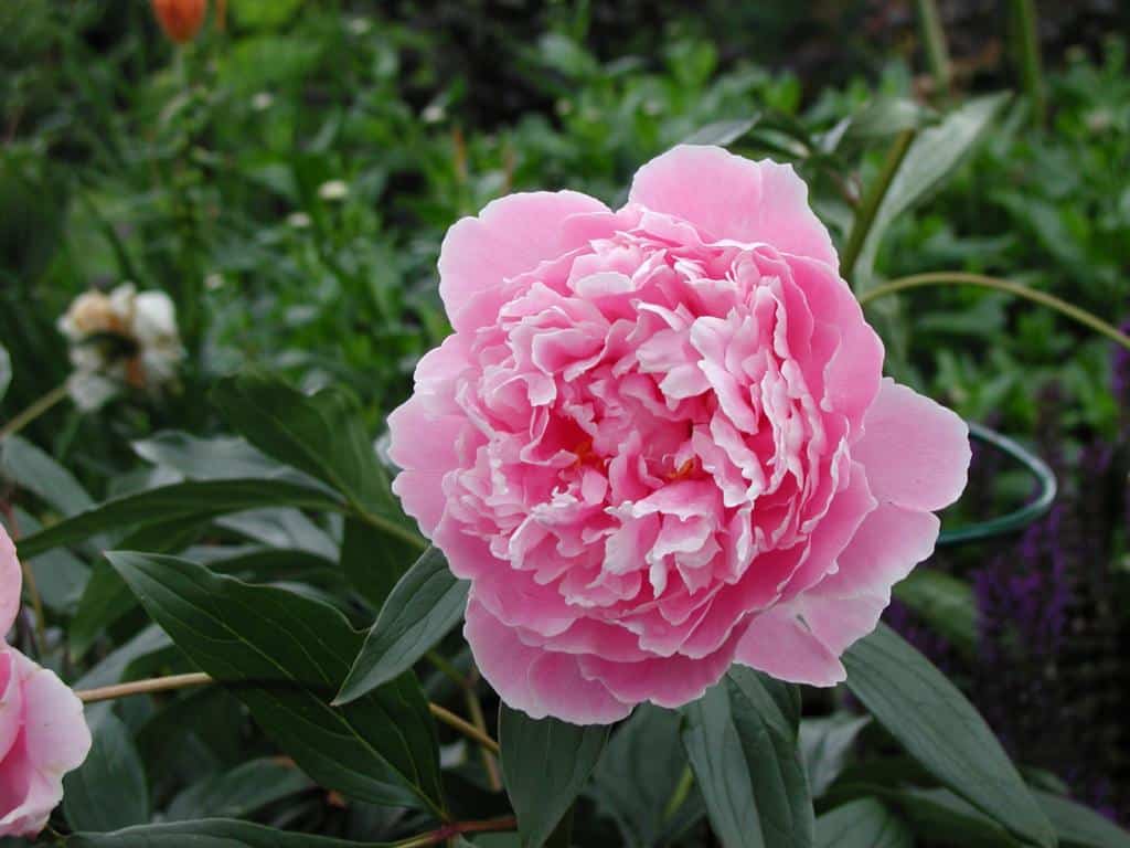 Paeonia x festiva 'Rosea Plena'