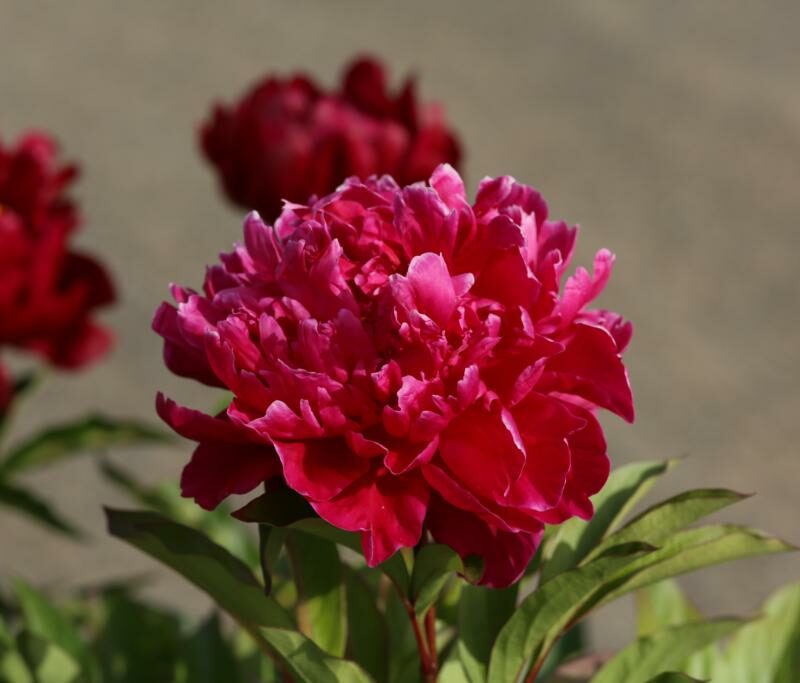 Paeonia lactiflora 'Karl Rosenfield'