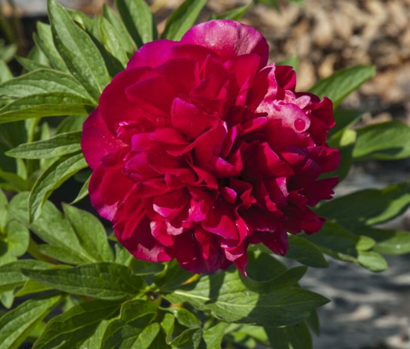 Paeonia x festiva 'Rubra Plena'