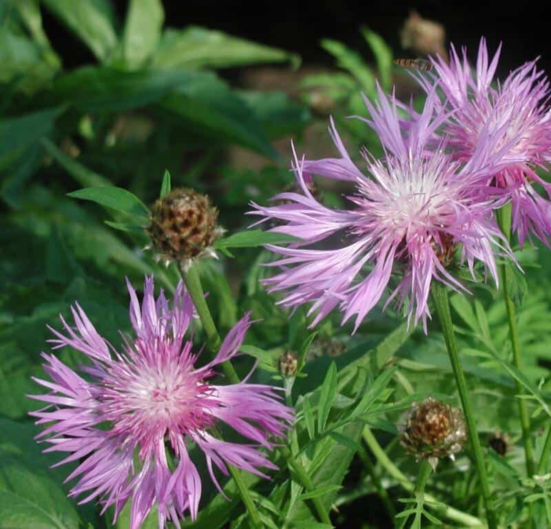 Centaurea dealbata