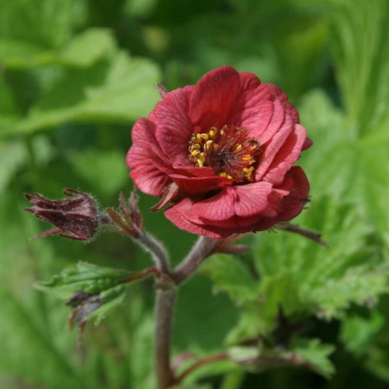 Geum 'Flames of Passion'