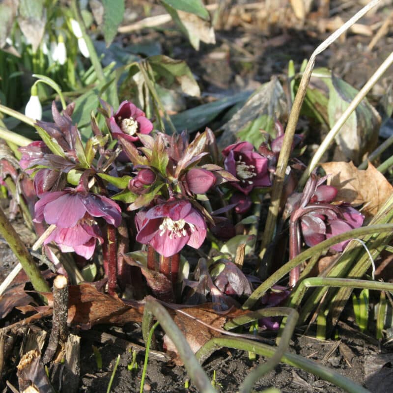 Helleborus orientalis