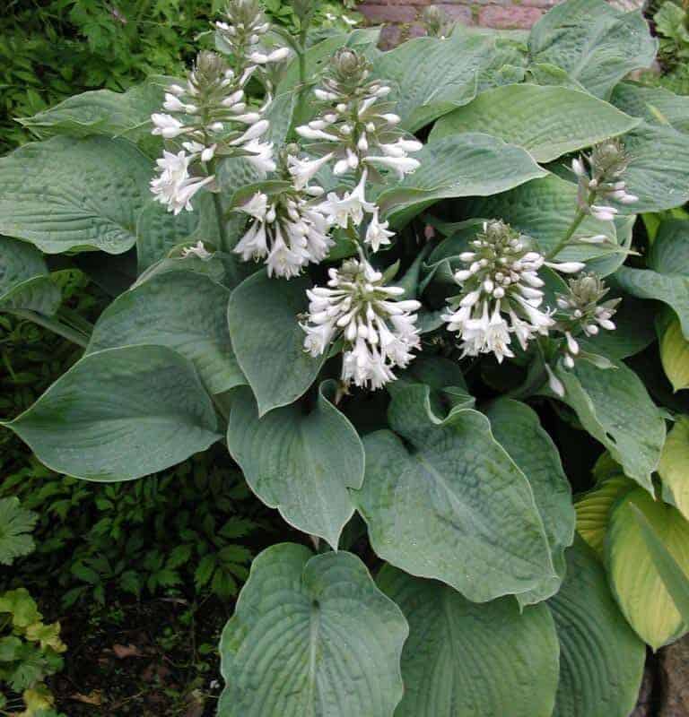 Hosta sieboldiana 'Elegans'