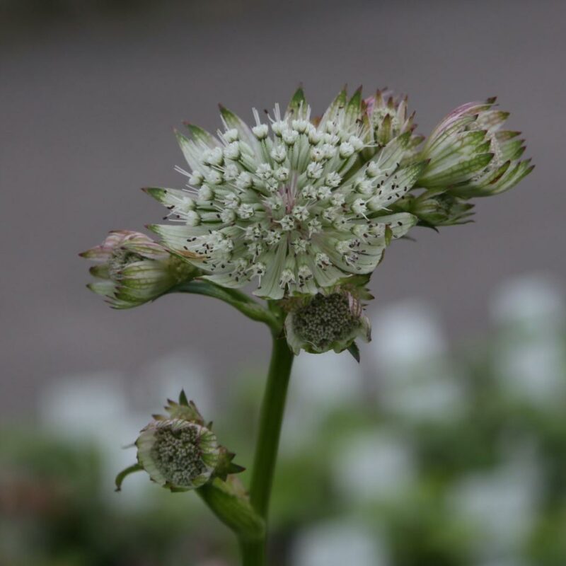 Astrantia major 'Star of Billion'
