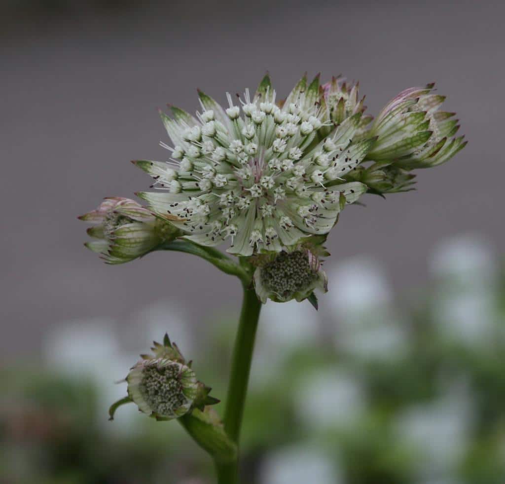 Astrantia major 'Star of Billion'