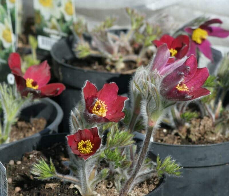 Pulsatilla vulgaris 'Rubra'