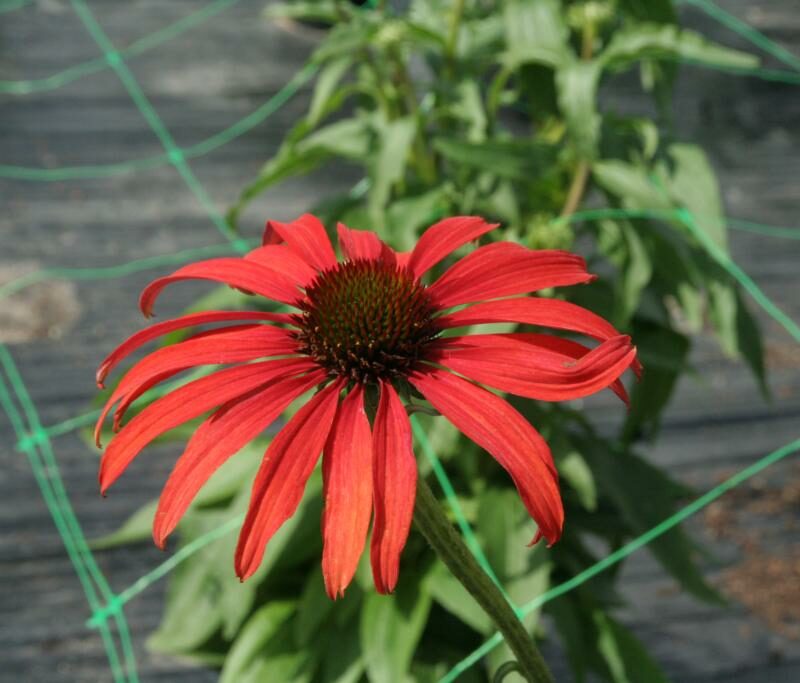 Echinacea 'Tomato Soup'