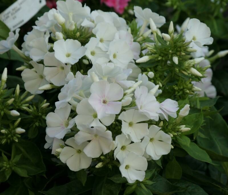 Phlox paniculata 'David'