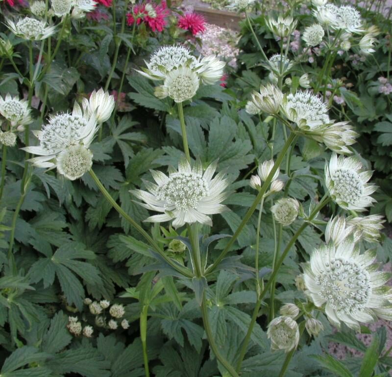 Astrantia major 'Snow Star'