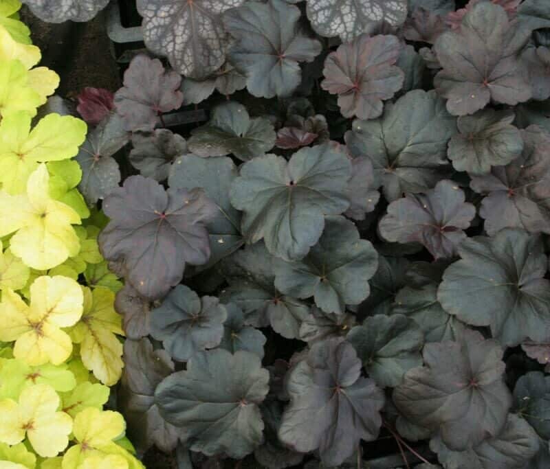 Heuchera 'Obsidian'