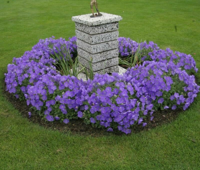 Campanula carpatica 'Blaue Clips'