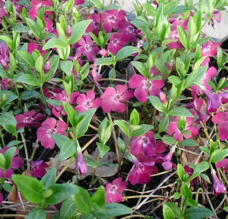 Vinca minor 'Atropurpurea'