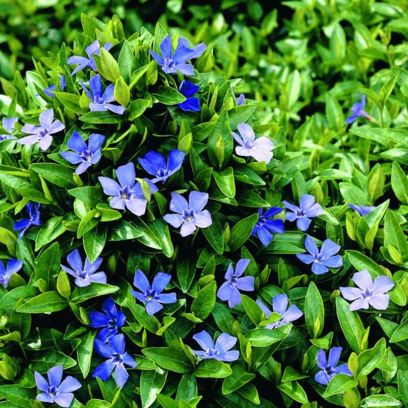 Vinca minor