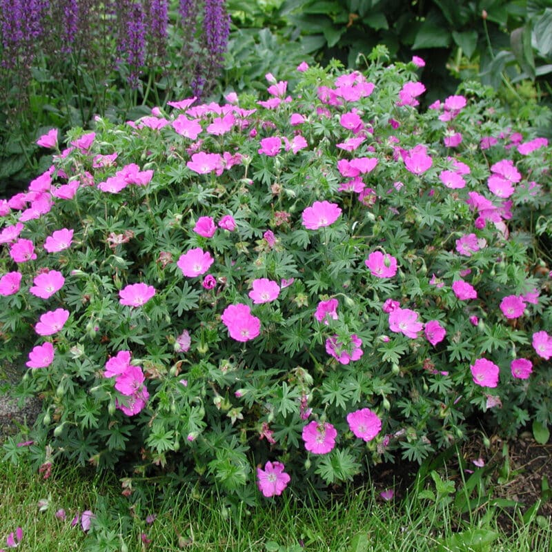 Geranium sanguineum 'Max Frei'