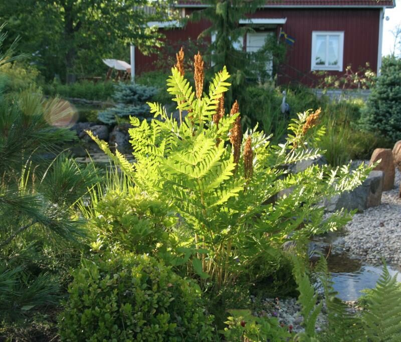 Osmunda regalis 'Purpurascens'