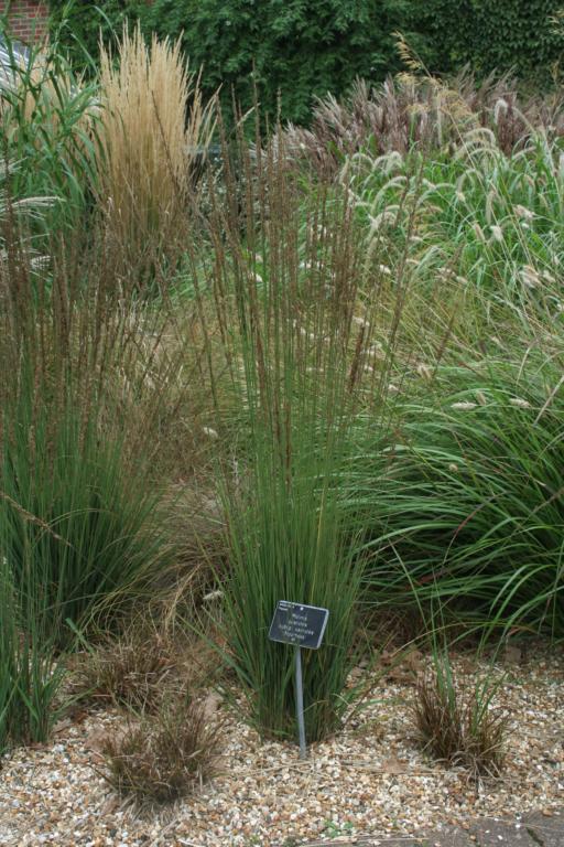 Molinia caerulea 'Moorhexe'