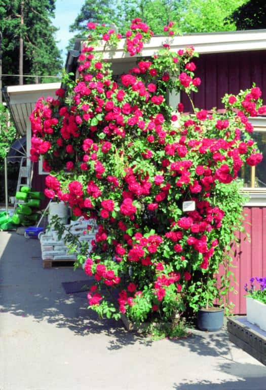 Rosa (Kordesii) FLAMMENTANZ