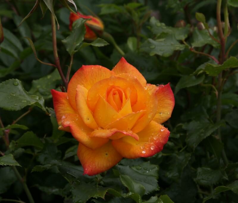 Rosa (Floribunda) SAHARA ('Olijcrem')