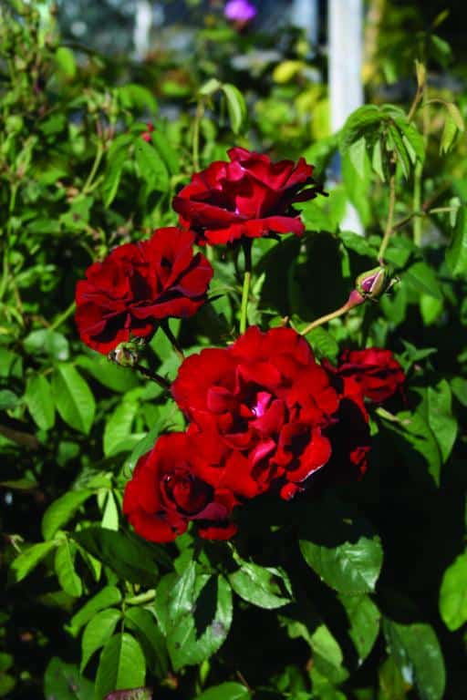 Rosa (Floribunda) 'H.C. Andersen'