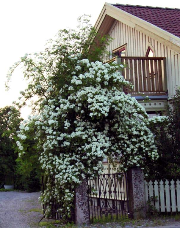 Rosa (Helenae) 'Hybrida'