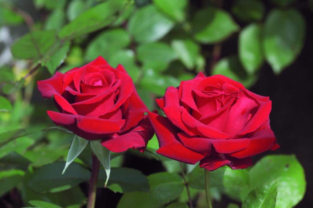 Rosa (Tehybrid) 'Ingrid Bergman'