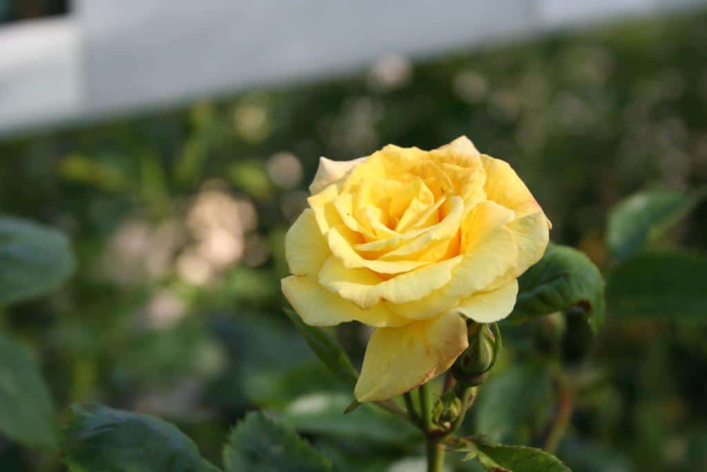 Rosa (Modern buskros) 'Lichtkönigin Lucia'