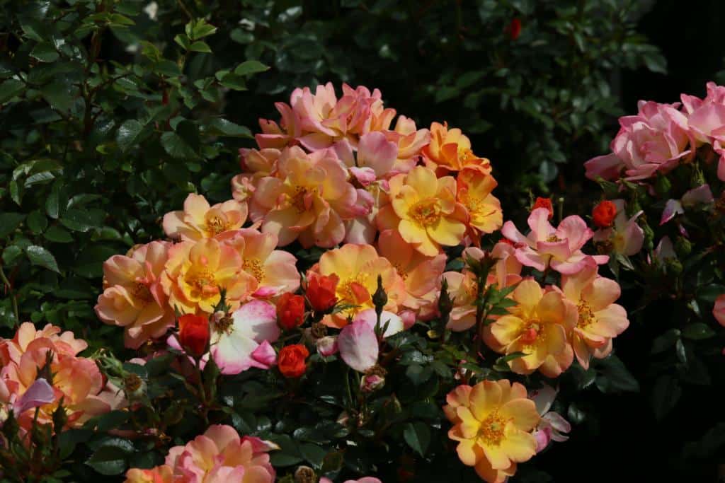 Rosa (Modern buskros) LINNAEUS