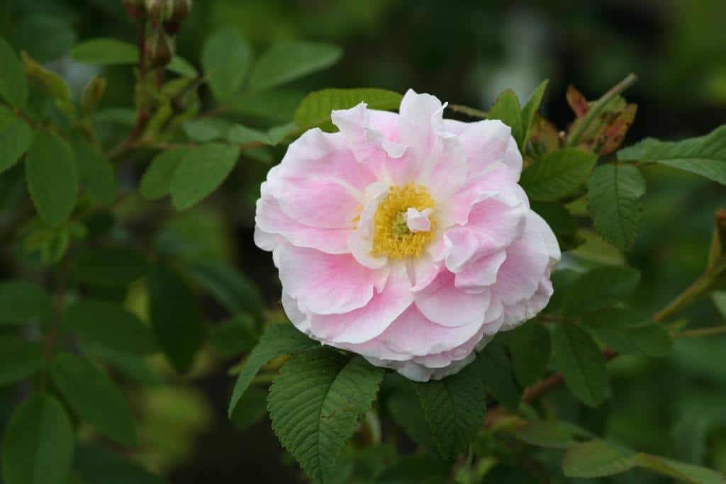 Rosa (Rugosa) 'Martin Frobisher'